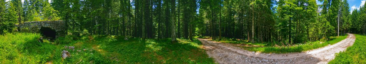 Road passing through forest