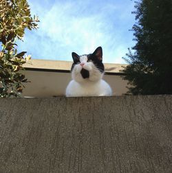 Portrait of a cat on wood against sky