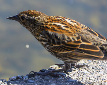 Close-up of bird perching on rock