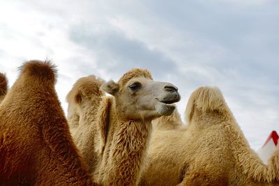 Low angle view of sheep on land against sky