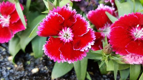 Close-up of pink flowers