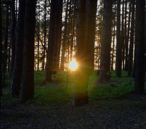 Scenic view of forest against sky at sunset