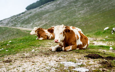 Cows on field