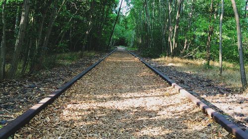 Railroad track in forest