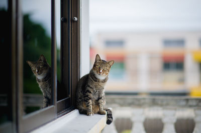 Portrait of a cat looking through window