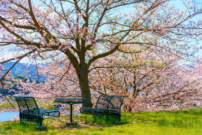 View of cherry blossom tree in park