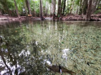 Scenic view of lake in forest