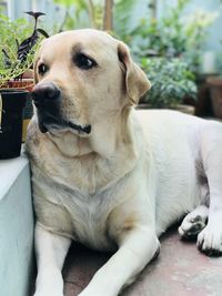 Close-up of dog looking away