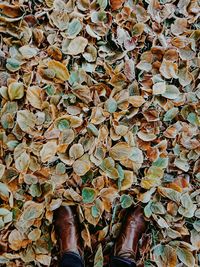 Low section of person standing on dry leaves