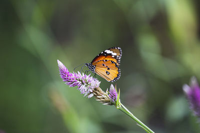 Close-up of butterfly pollinating on purple flower