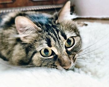 Close-up portrait of cat