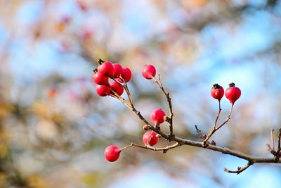 Close-up of red berries growing on tree