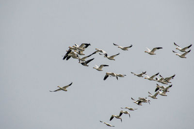 Low angle view of birds flying in the sky