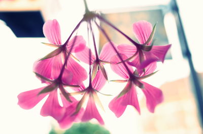 Close-up of pink flowers