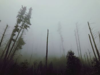 Trees on landscape against sky