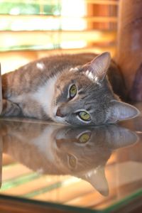 Close-up portrait of a cat