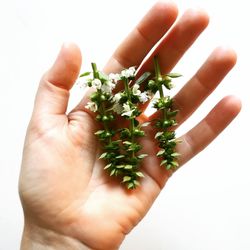 Close-up of hand holding flower over white background