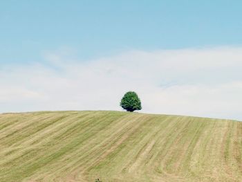 Scenic view of agricultural field against sky