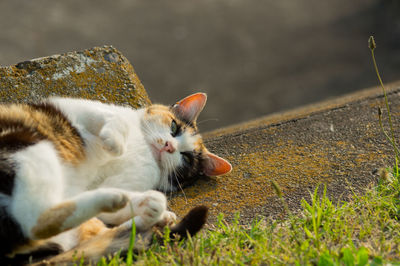 High angle view of cat relaxing on retaining wall