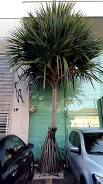 Palm trees against sky