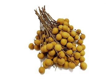 Close-up of corn against white background