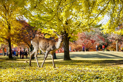 View of deer in park