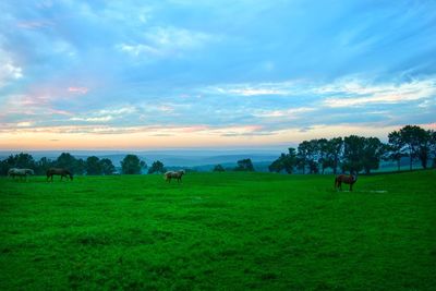 Sheep grazing on field against sky during sunset