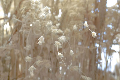 Close-up of white flowering plants on field