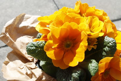 Close-up of yellow flowers