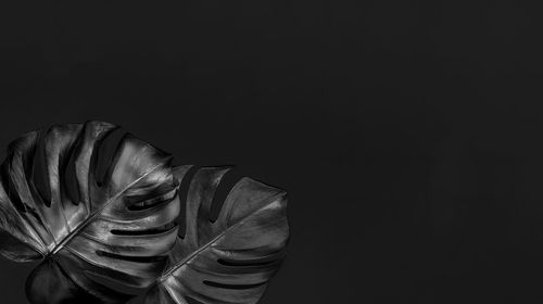 Portrait of young woman standing against black background