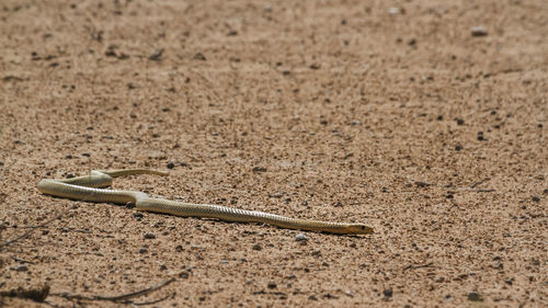 Close-up of snake on field