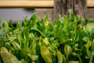 Close-up of fresh green plants