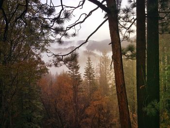 Bare trees in forest