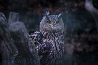 Close-up portrait of owl