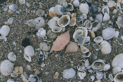 High angle view of shells on beach