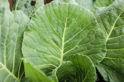 Close-up of green leaves