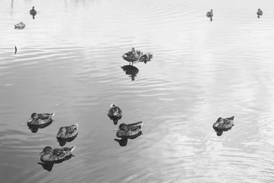 High angle view of ducks swimming in lake