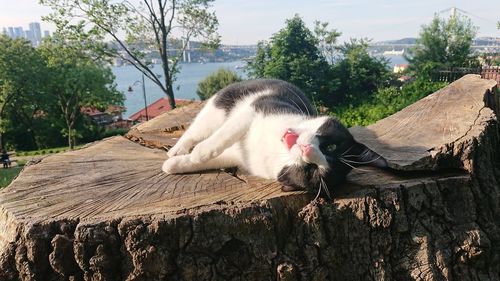 Cat relaxing on wooden log