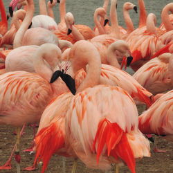 Close-up of birds in water