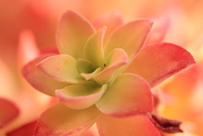 Close-up of pink flower