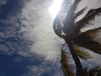 Low angle view of palm tree against sky