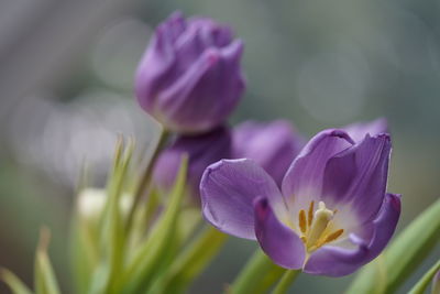 Close-up of purple crocus flowers