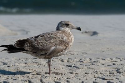 Close-up of seagull perching on sand