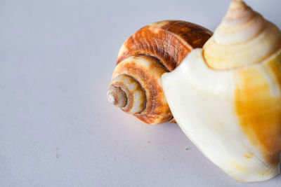 Close-up of seashell on white background