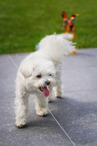 White dog on footpath