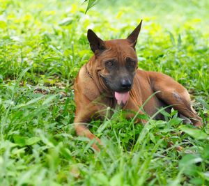 Portrait of a dog