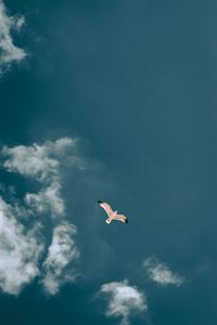 Low angle view of seagull flying in sky