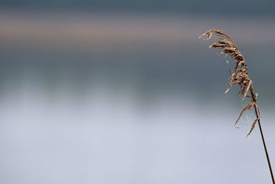 Close-up of a bird flying