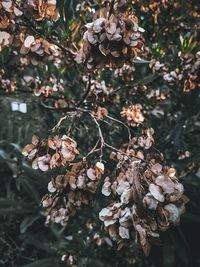 Close-up of wilted plant