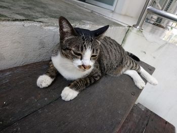 High angle view of a cat lying on floor